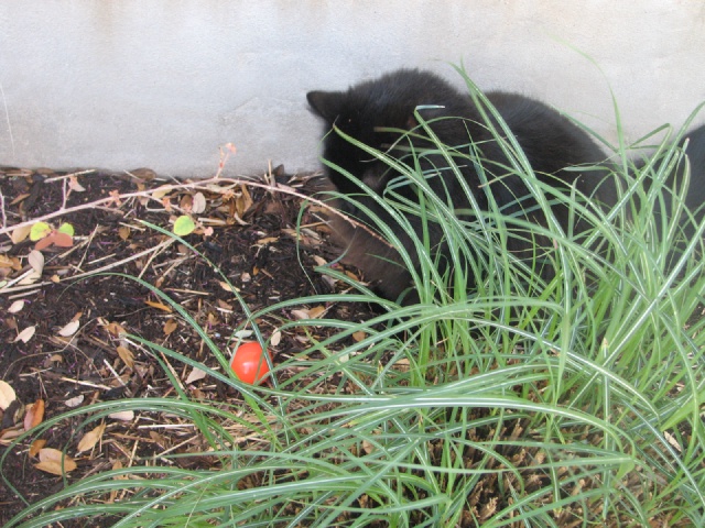 20100206 101.JPG